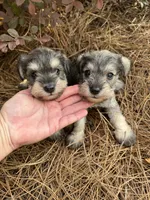 Ziggy, a male Miniature Schnauzer for sale in Broxton, GA – 2 of 2