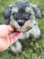 Boomer, a male Miniature Schnauzer for sale in Broxton, GA – 2 of 5