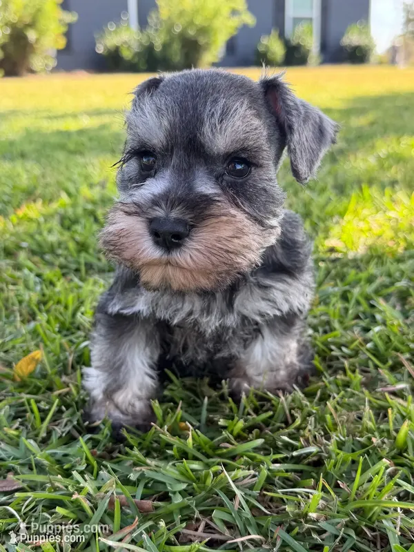 Boomer – Miniature Schnauzer puppy for sale in Broxton, GA