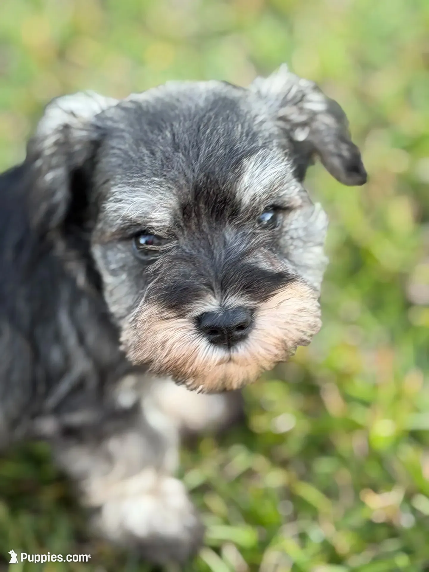 Boomer, a male Miniature Schnauzer for sale in Broxton, GA – 1 of 5