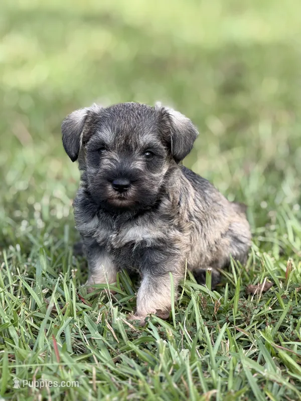 Sophie – Miniature Schnauzer puppy on hold in Broxton, GA