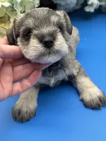 Billy , a male Miniature Schnauzer for sale in Broxton, GA – 2 of 6