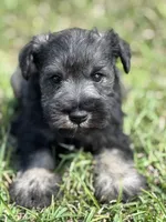 Denny, a male Miniature Schnauzer for sale in Broxton, GA – Photo 2 of 2