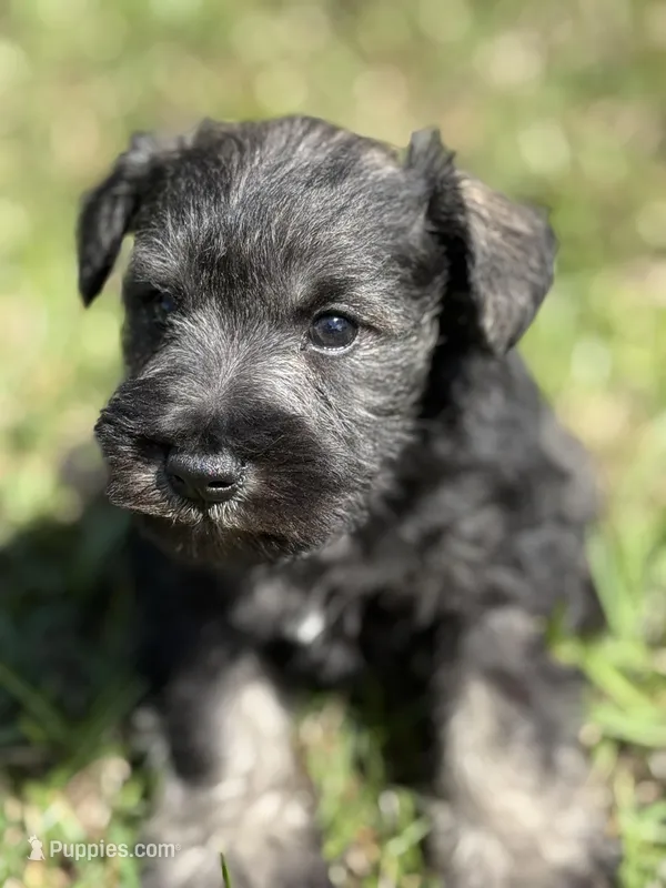 Denny – Miniature Schnauzer puppy for sale in Broxton, GA