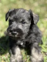Denny, a male Miniature Schnauzer for sale in Broxton, GA – Photo 1 of 2