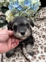 Timmy, a male Miniature Schnauzer for sale in Broxton, GA – 8 of 10