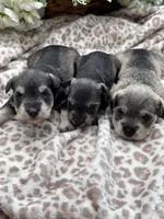Billy , a male Miniature Schnauzer for sale in Broxton, GA – 6 of 6