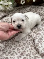 White male, a male Miniature Schnauzer for sale in Broxton, GA – 2 of 2