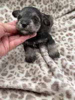 Tiny Tim, a male Miniature Schnauzer for sale in Broxton, GA – 2 of 3