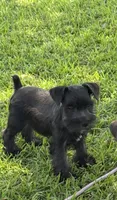 Tilley , a female Miniature Schnauzer for sale in Broxton, GA – 3 of 5