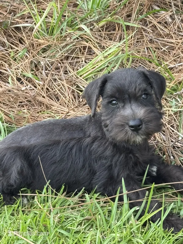 Raven – Miniature Schnauzer puppy for sale in Broxton, GA