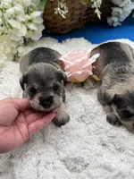 Miley, a female Miniature Schnauzer for sale in Broxton, GA – 2 of 3