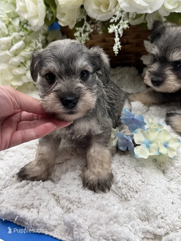 Ziggy – Miniature Schnauzer puppy for sale in Broxton, GA