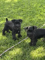 Tilley , a female Miniature Schnauzer for sale in Broxton, GA – 2 of 5