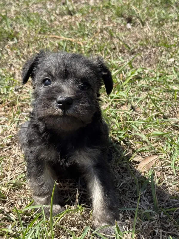 Lillie – Miniature Schnauzer puppy for sale in Broxton, GA