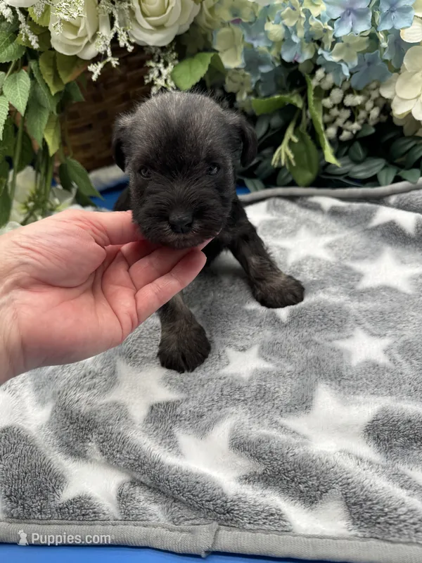 Lillie, a female Miniature Schnauzer for sale in Broxton, GA – Photo 1 of 3