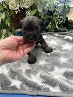 Lillie, a female Miniature Schnauzer for sale in Broxton, GA – Photo 1 of 3