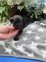 Lillie, a female Miniature Schnauzer for sale in Broxton, GA – Photo 2 of 3