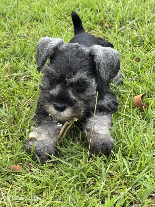Miley – Miniature Schnauzer puppy for sale in Broxton, GA