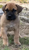 Diva, a female Boerboel for sale in Broxton, GA – 2 of 5