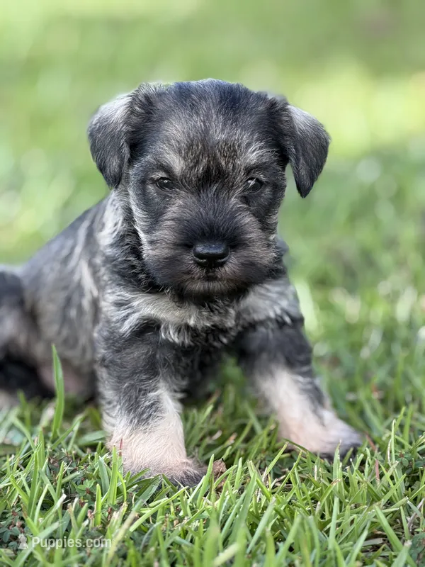 Brody – Miniature Schnauzer puppy for sale in Broxton, GA