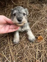 Ziggy, a male Miniature Schnauzer for sale in Broxton, GA – 1 of 2