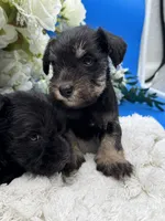 Stella, a female Miniature Schnauzer for sale in Broxton, GA – 4 of 4