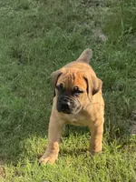 Diva, a female Boerboel for sale in Broxton, GA – 3 of 5