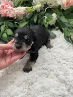 Daisy, a female Miniature Schnauzer for sale in Broxton, GA – Photo 3 of 3