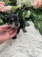 Daisy, a female Miniature Schnauzer for sale in Broxton, GA – Photo 2 of 3