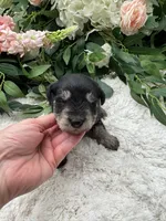 Daisy, a female Miniature Schnauzer for sale in Broxton, GA – Photo 1 of 3