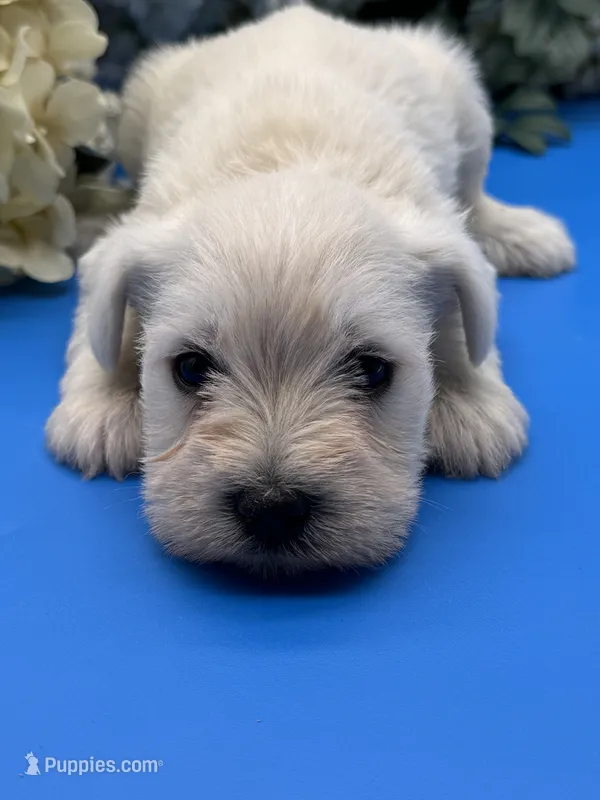 White male – Miniature Schnauzer puppy for sale in Broxton, GA