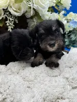 Stella, a female Miniature Schnauzer for sale in Broxton, GA – 3 of 4
