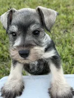 Bentley , a male Miniature Schnauzer for sale in Broxton, GA – 2 of 5