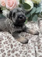 Izzy , a female Miniature Schnauzer for sale in Broxton, GA – Photo 3 of 4