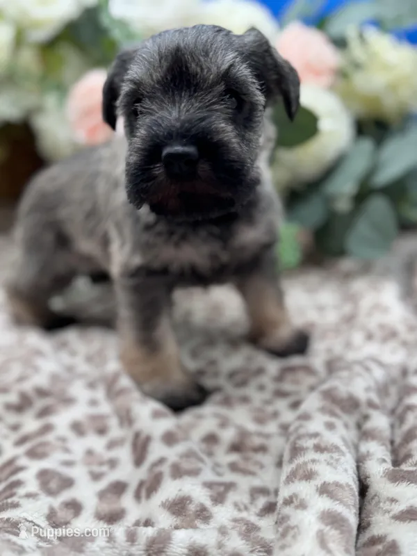 Izzy  – Miniature Schnauzer puppy for sale in Broxton, GA