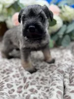 Izzy , a female Miniature Schnauzer for sale in Broxton, GA – Photo 1 of 4