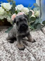 Izzy , a female Miniature Schnauzer for sale in Broxton, GA – Photo 4 of 4