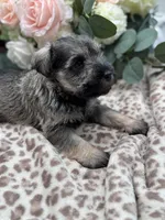 Izzy , a female Miniature Schnauzer for sale in Broxton, GA – Photo 2 of 4