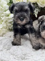 Paisley, a female Miniature Schnauzer for sale in Broxton, GA – 4 of 6