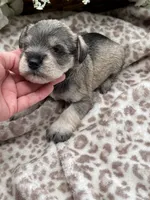 Billy , a male Miniature Schnauzer for sale in Broxton, GA – 5 of 6