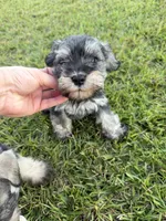 Boomer, a male Miniature Schnauzer for sale in Broxton, GA – 5 of 5