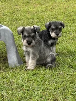Princess , a female Miniature Schnauzer for sale in Broxton, GA – 2 of 6