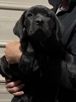 AKC Blk brindle girl, a female Cane Corso for sale in Broxton, GA – Photo 5 of 6