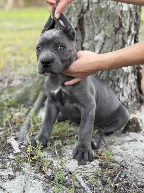 AKC Blue brindle  – Cane Corso puppy for sale in Broxton, GA