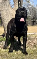 AKC Blue brindle , a female Cane Corso for sale in Broxton, GA – Photo 5 of 6