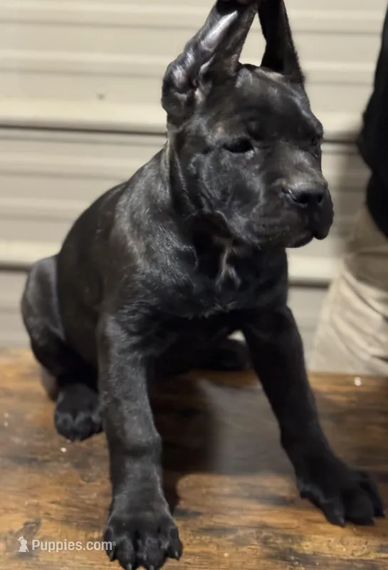 AKC Blk brindle girl – Cane Corso puppy for sale in Broxton, GA