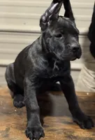 AKC Blk brindle girl, a female Cane Corso for sale in Broxton, GA – Photo 1 of 6