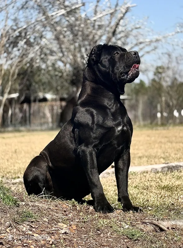 AKC Black girl – Cane Corso puppy for sale in Broxton, GA
