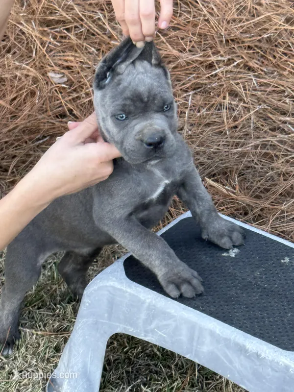 AKC Blue brindle 